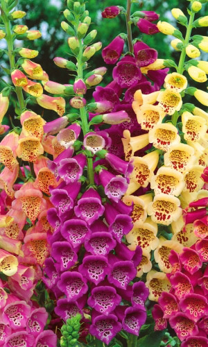 Наперстянка КОРОЛЕВА САДА
