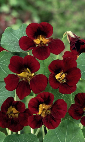 Настурция ЧЁРНЫЙ ВЕЛЬВЕТ