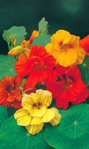 Настурция КРИСТО ДЕ ПЕРЬЕ махровая