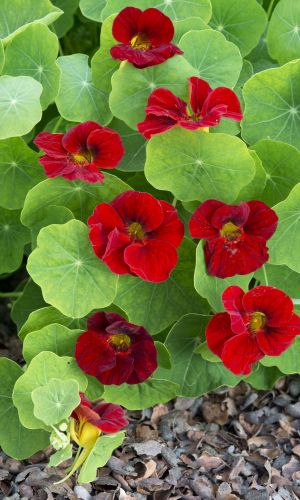 Настурция ОГНЕННЫЙ ШАР