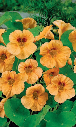 Настурция ПИЧ МЕЛЬБА