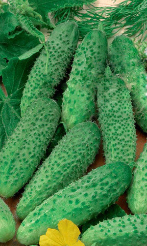 Огурец БАРОН ФОН ГРАД F1