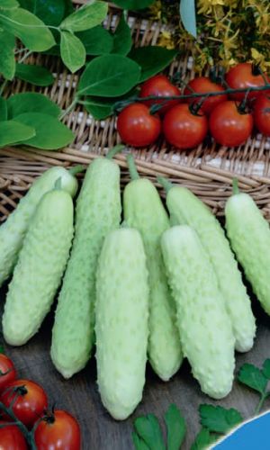 Огурец БЕЛАЯ КРАСОТА F1