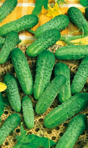 Огурец ДЕБЮТ F1