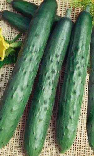 Огурец ЭСТАФЕТА F1