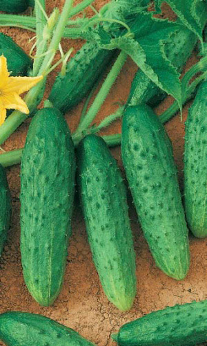 Огурец ФЕНИКС