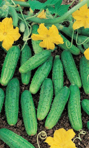 Огурец ГОЛУБЧИК F1