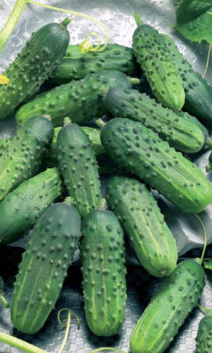 Огурец КОЛЯН F1