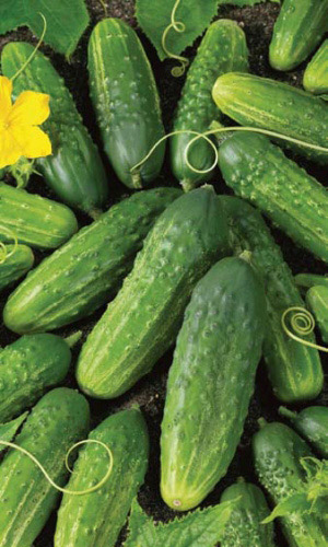 Огурец КУСТОВОЙ