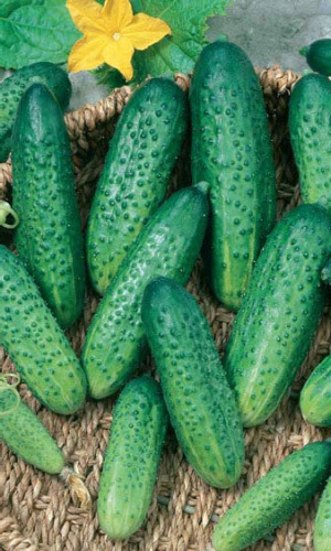 Огурец МАЛЬЧИК С ПАЛЬЧИК F1