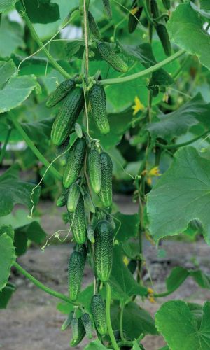 Огурец МАЛЕНЬКИЙ ПРОКАЗНИК F1