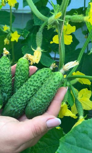 Огурец МАЛЫШ-КРЕПЫШ F1