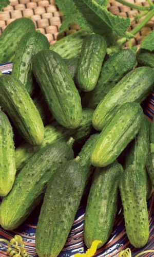 Огурец МАЛЫШ