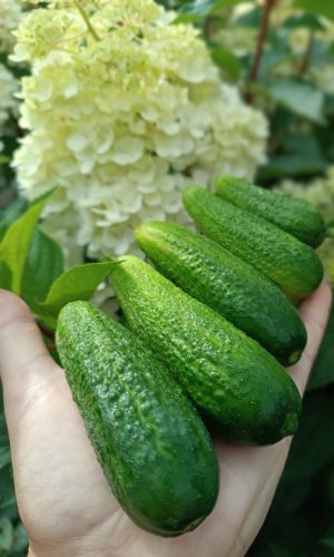 Огурец МАЛЫШКА