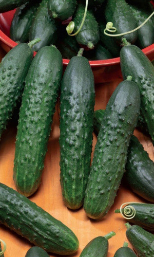 Огурец МАЙСКИЙ F1