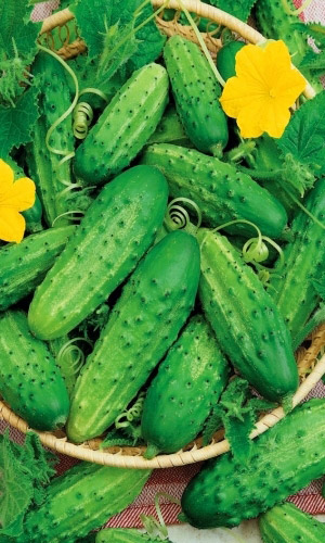 Огурец НЕЖИНСКИЙ