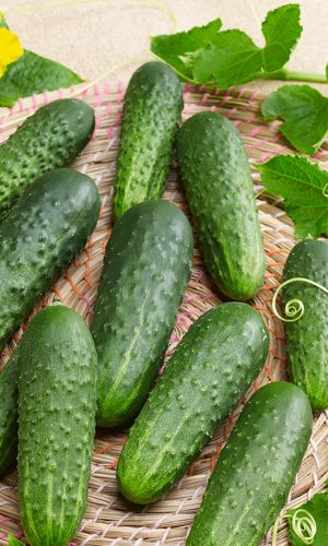 Огурец НОКАУТ