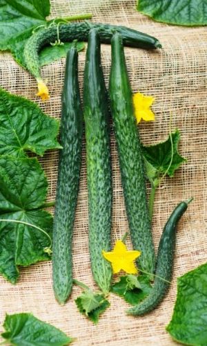 Огурец ПЕКИНСКИЙ ГУРМАН F1