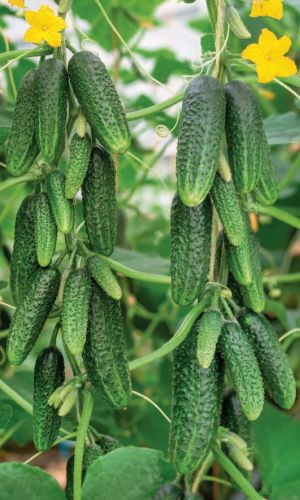 Огурец ПИКУЛЬКА F1 &mdash; Очень высокая урожайность! Идеален для сбора на пикули! Плотные и хрустящие в засоле!