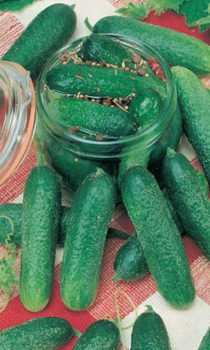 Огурец ПРОФИ F1 &mdash; Ультраранний, самоопыляемый гибрид с феноменальной урожайностью!