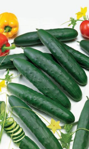 Огурец ТЁМНАЯ ЛОШАДКА F1