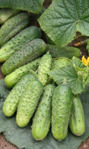 Огурец УРАЛОЧКА F1