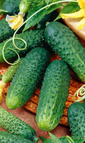 Огурец УРАЛЬСКИЙ КОРНИШОН F1