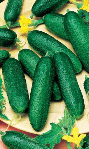 Огурец ВИТАС F1