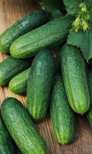 Огурец НАШ ВНУЧОК F1