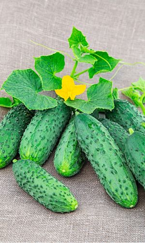 Огурец ВОДОПАД