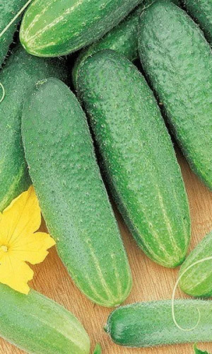 Огурец ВЯЗНИКОВСКИЙ 37