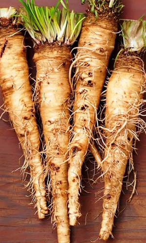 Овсяный корень УСТРИЧНЫЙ КОРЕШОК