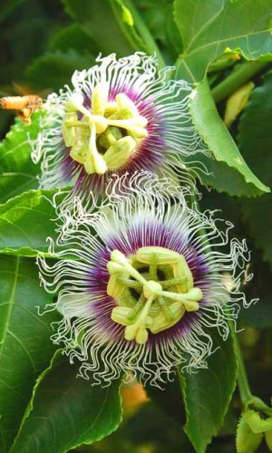Пассифлора ГЭЛАКСИ