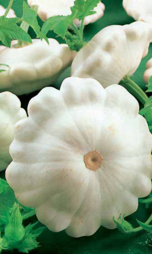 Патисcон БЕЛЫЕ 13