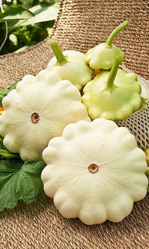 Патиссон ДИСК