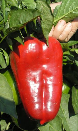 Перец АТЛАНТИК F1