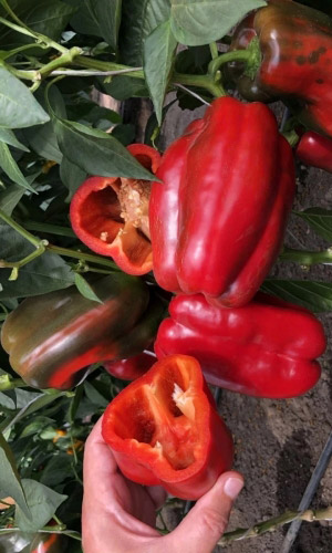 Перец БОЛГАРСКИЙ 79