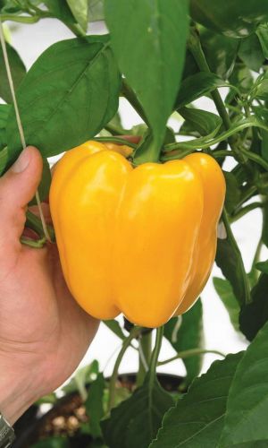 Перец КАЛИФОРНИЯ ВОНДЕР ГОЛД