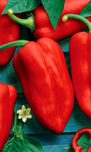 Перец КАЗАЧОК