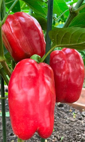 Перец МЕГАТОН КРАСНЫЙ F1