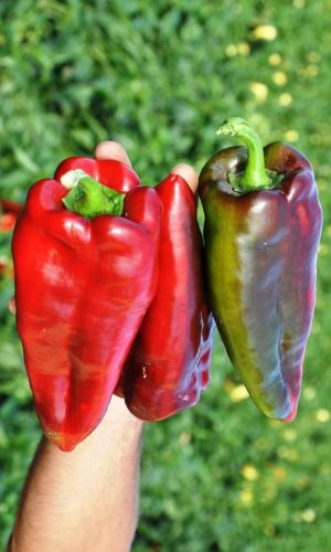 Перец МЕРСЕДЕС