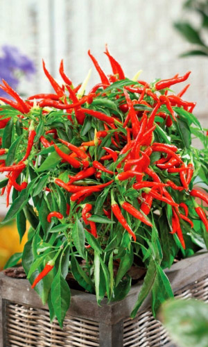 Перец острый ГОРЫНЫЧ