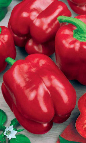 Перец ВЕЛИКАН ГОЛЛАНДСКИЙ