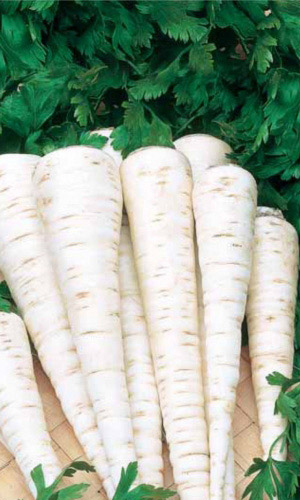 Петрушка корневая БЫСТРООТРАСТАЮЩАЯ