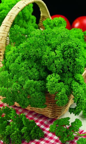 Петрушка кудрявая ХЛОПЕЦ КУЧЕРЯВЫЙ