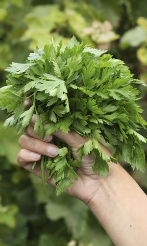 Петрушка листовая ПЫШНАЯ ОСОБА