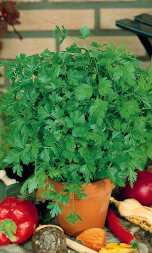 Петрушка листовая СВЕЖИЙ ВЕТЕР