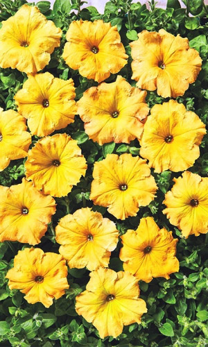 Петуния ампельная ЛАВИНА ЖЁЛТАЯ ЗВЕЗДА F1