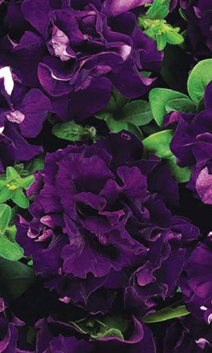 Петуния ДАБЛ КАСКАД БЛЮ F1