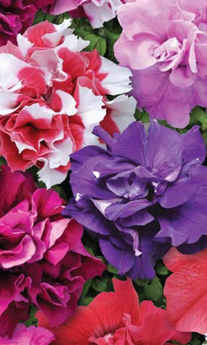 Петуния ДАБЛ КАСКАД F1 МИКС